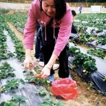Strawberry Field Work 2