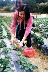 Strawberry Field Work 2