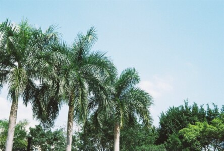 Tai Po Waterfront Park