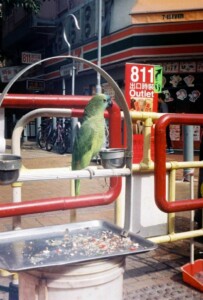 Sheung Shui Town Street Scene 1