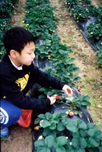 Picking Strawberry