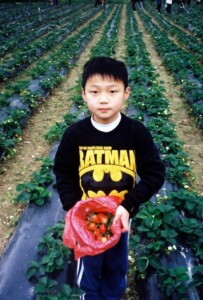 Strawberry Harvest