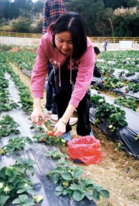Strawberry Field Work 2