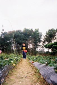 Strawberry Field Work