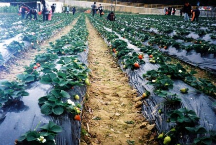 Strawberry Field