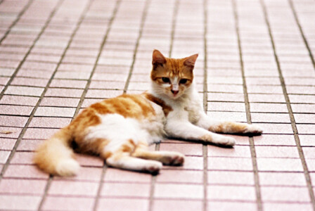 Cat 1