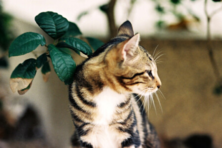 Cat 3