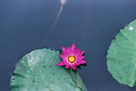 HK_Wetland_Park_03