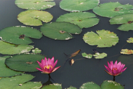 HK_Wetland_Park_04