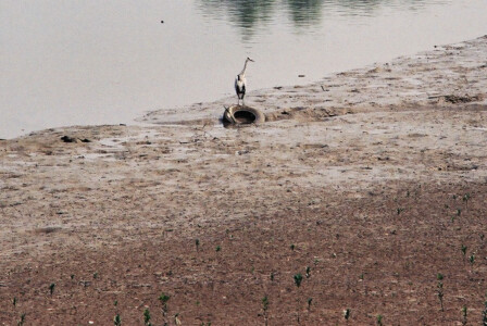 HK_Wetland_Park_10
