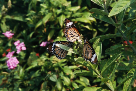 HK_Wetland_Park_12