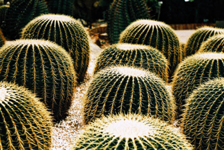 Hong Kong Park 4