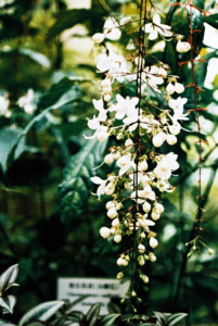 Hong Kong Park 16