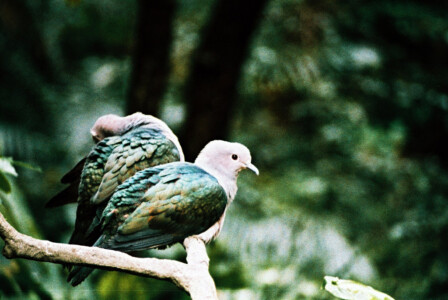 Hong Kong Park 11