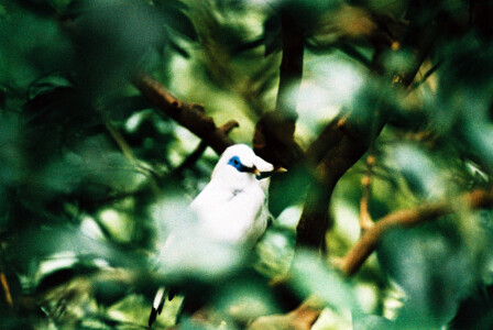 Hong Kong Park 10
